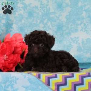 Milky Way, Toy Poodle Puppy